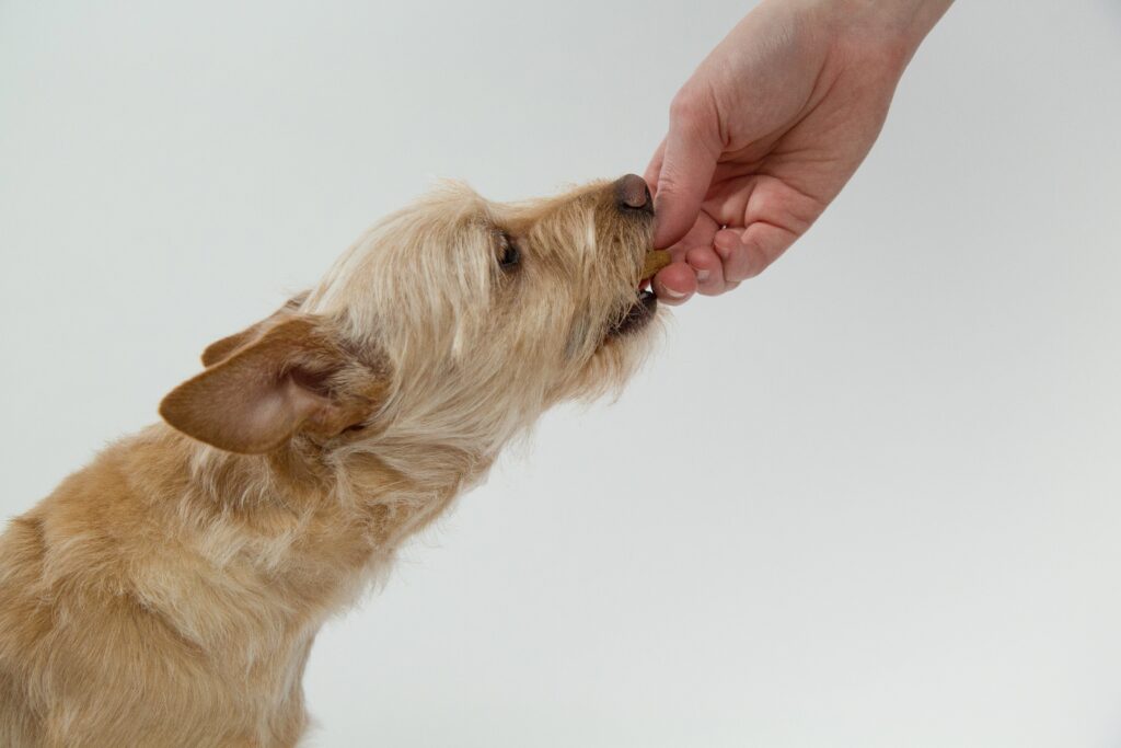 Récompenser son chien