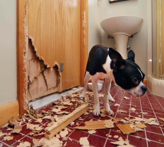 anxiété chez le chien