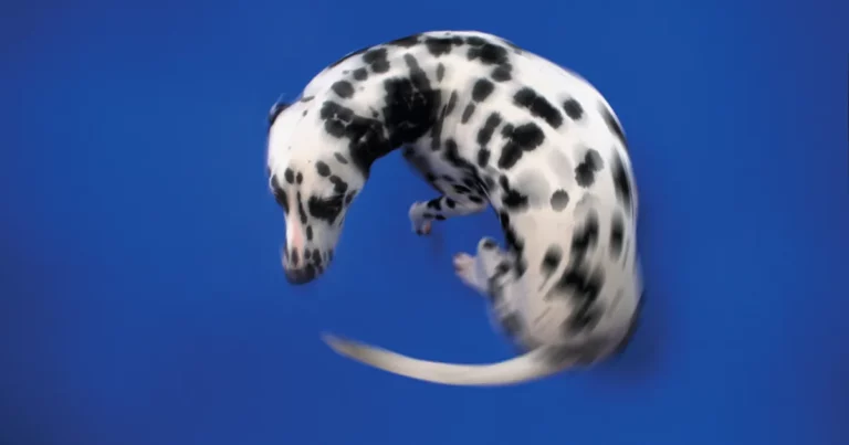 Chien présentant un comportement stéréotypé, illustrant les troubles obsessionnels compulsifs chez le chien