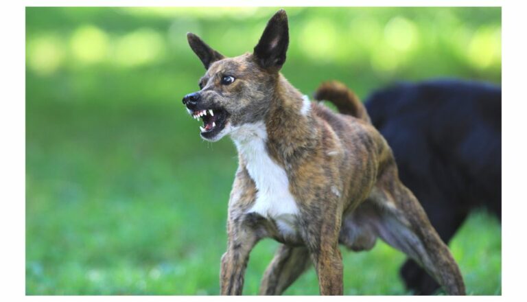 chien présentant un comportement d’agression canine lié au stress