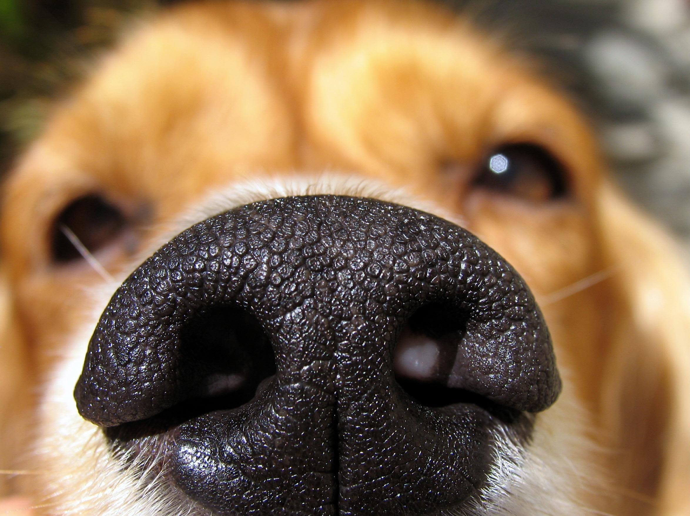 Pourquoi les Chiens Reniflent-ils Tout ? Comprendre et Satisfaire leurs Besoins Olfactifs