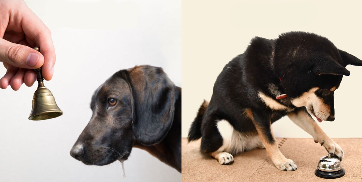 La différence entre le conditionnement classique et conditionnement opérant