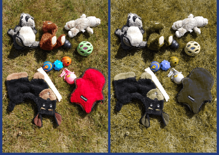 Comparaison entre la vision humaine et la vision du chien montrant les différences de perception visuelle