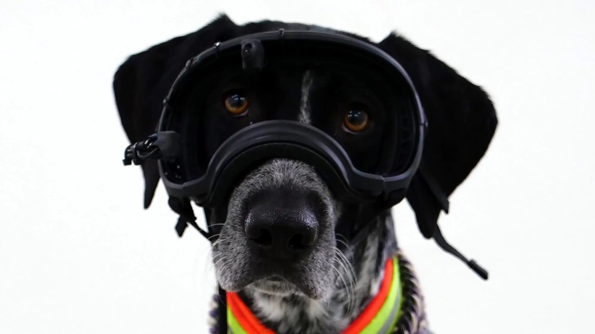 Une étude révolutionne notre compréhension de la communication canine!