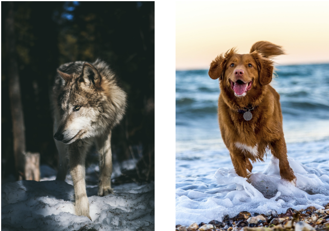 Chien ou loup : Deux mondes qui se ressemblent, mais restent différents !