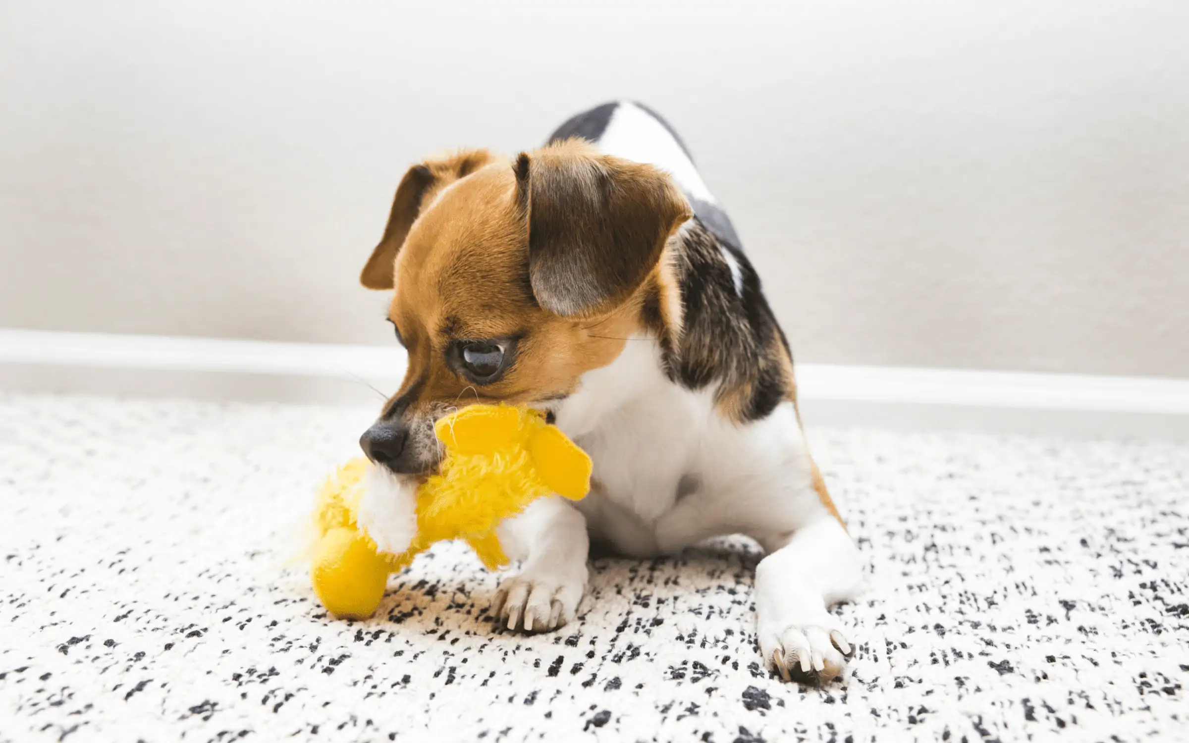 Les comportements de substitution chez le chien : une fenêtre sur son état émotionnel