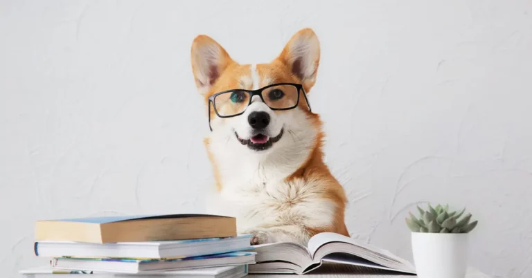 Corgi lisant un livre avec des lunettes, illustration ludique du comportement canin