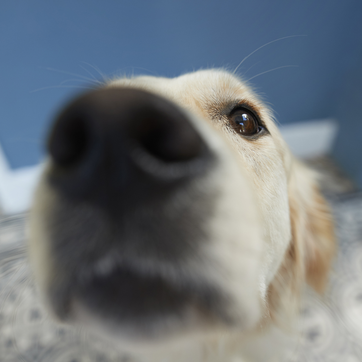 Comment l’odorat façonne l’intelligence canine