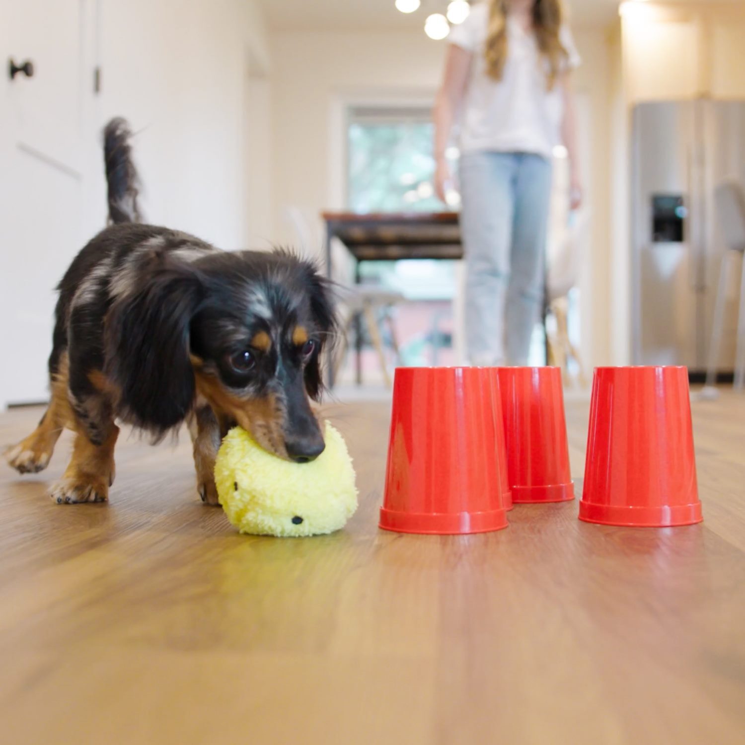 3 jeux intelligents pour stimuler l’intellect de votre chien (avec variantes)