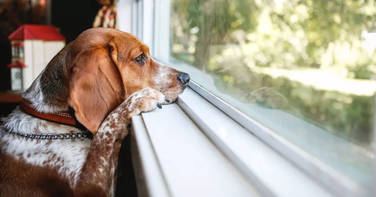 La rentrée, un tournant pour le chien et son équilibre