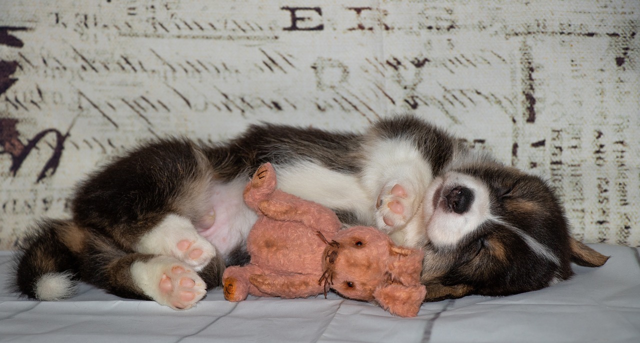 Les chiens rêvent-ils vraiment ? Plongée dans l’univers nocturne de nos compagnons