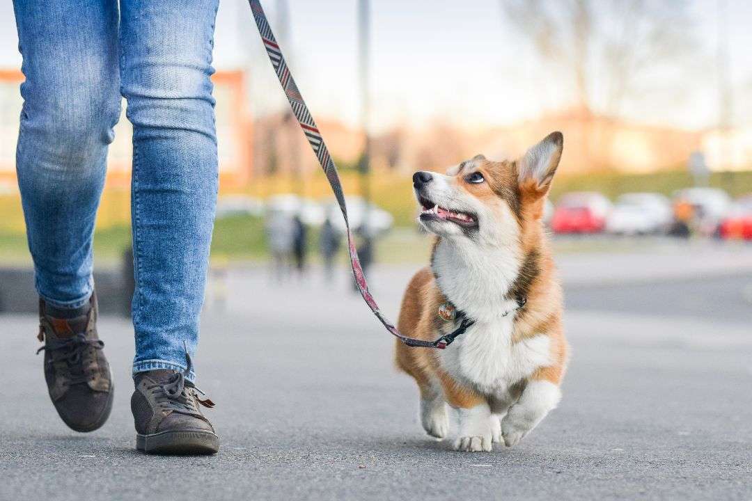 Vie quotidienne avec son chien : promenades, jeux, routines et astuces pratiques