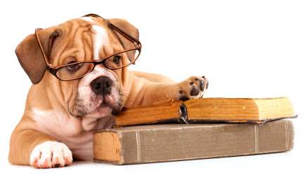 Éducation et apprentissage du chien : chiot, rappel et renforcement positif