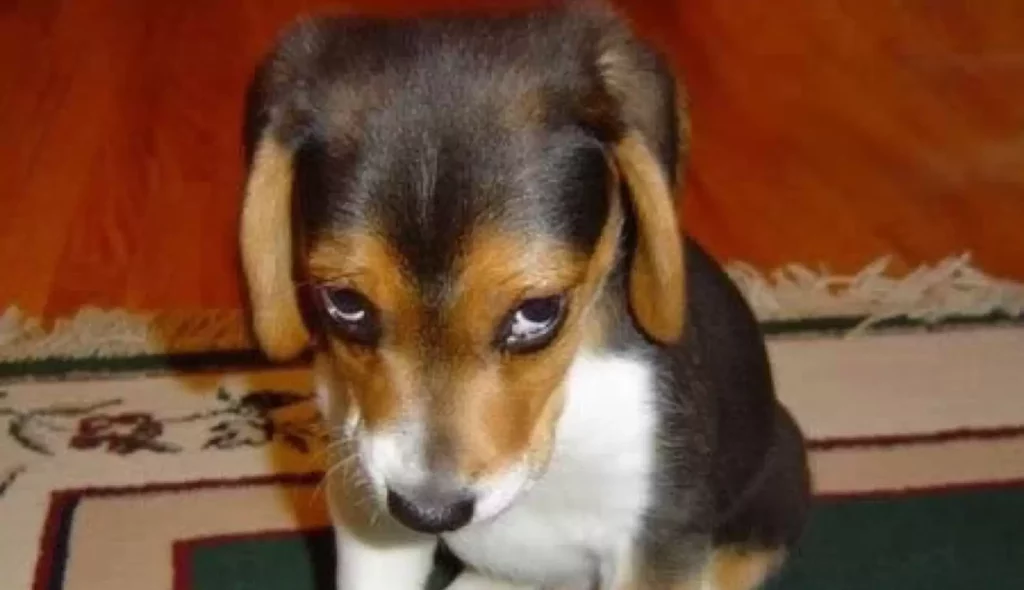 Chien adoptant une posture corporelle souvent interprétée comme de la culpabilité
