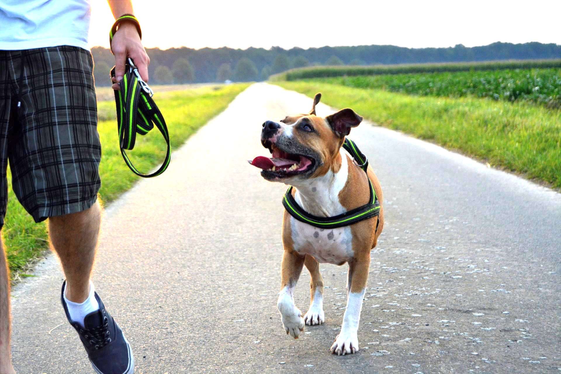 Observation du comportement d’un chien lors d’un diagnostic comportemental à Nancy