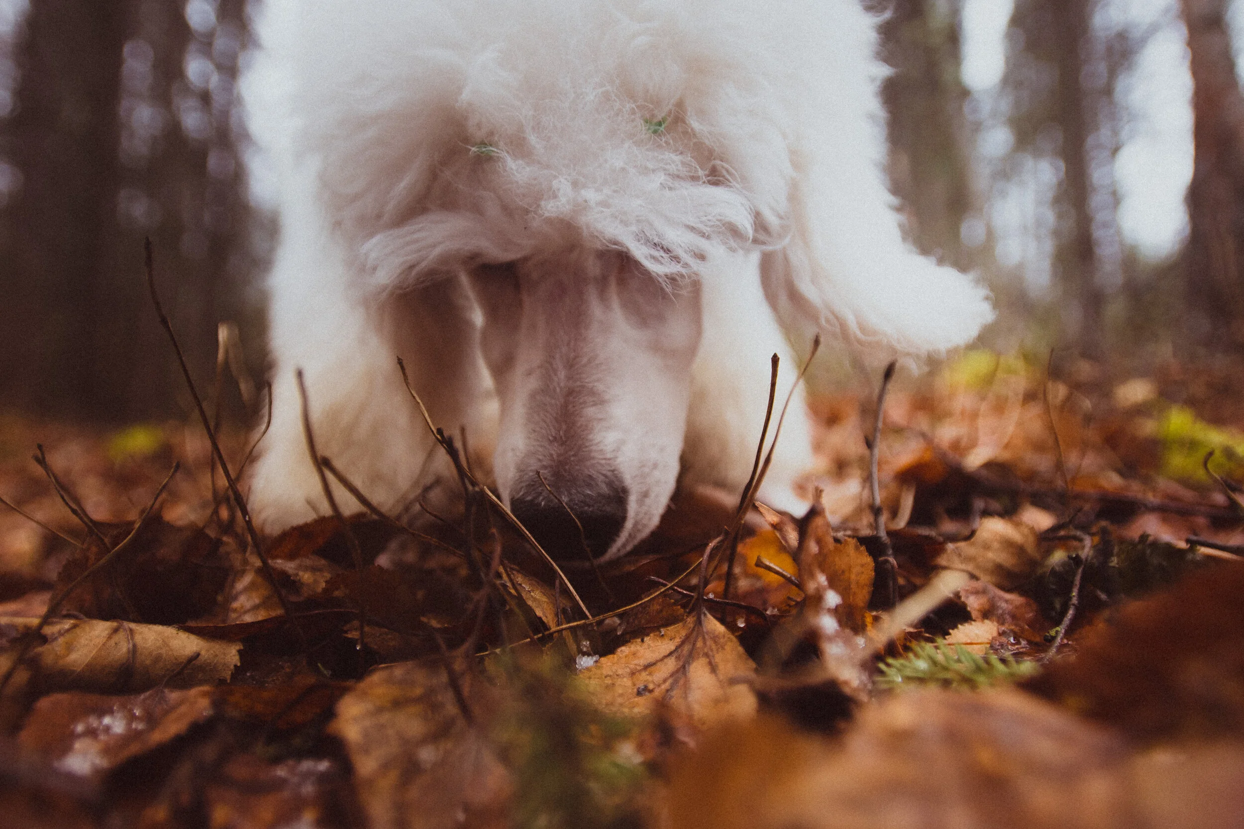 Pourquoi le comportement de mon chien change au printemps ?