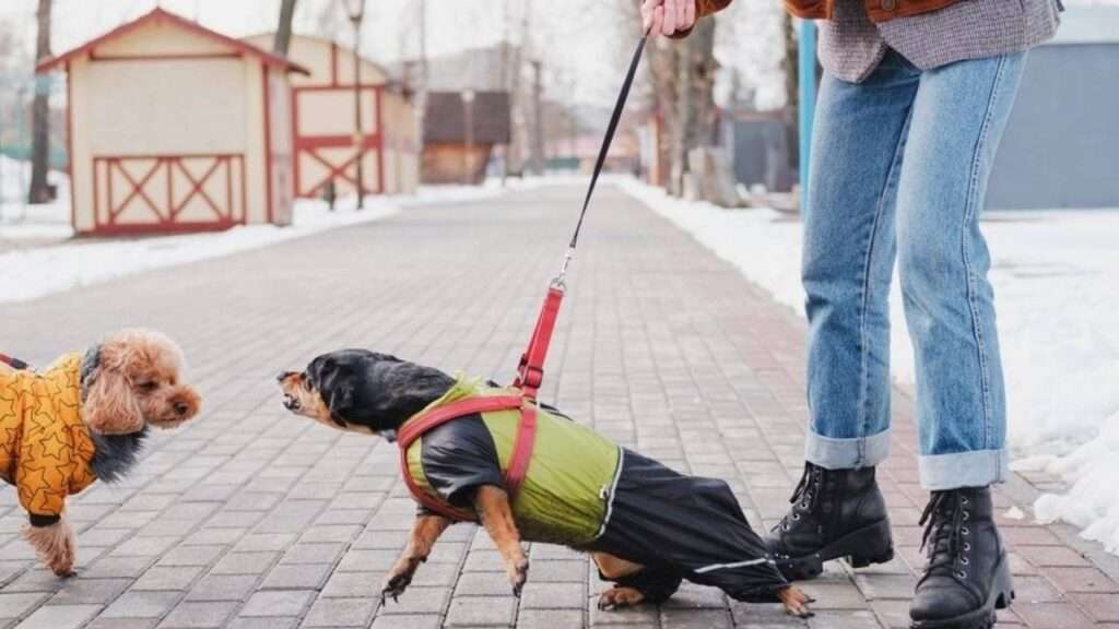 chien réactif en promenade tirant en laisse face à un autre chien