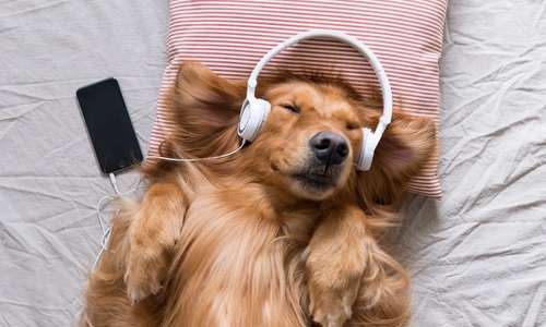 chien écoutant de la musique