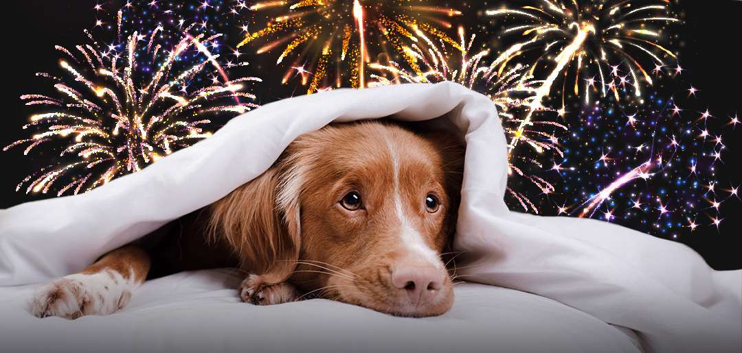 chien craignant les feux d'artifices
