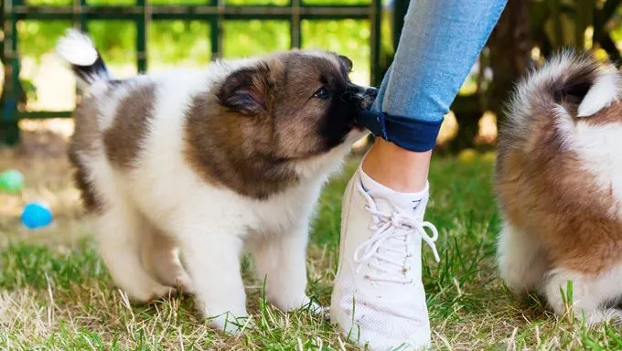 Chiot devenu ingérable et mordillant les mollets d'une personne
